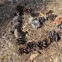 金本 梨緒のプロフィール画像