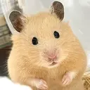 Noa HANA-NAILのプロフィール画像