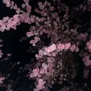 河野 花姫のプロフィール画像