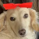 日高 ヒダカのプロフィール画像