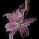 ア ユ ミのプロフィール画像