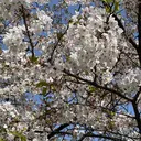 JuaneSalon 🌸モデル募集🌸のプロフィール画像