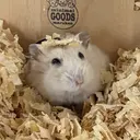 マツヤマ アミンのプロフィール画像