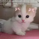 shimada ayakaのプロフィール画像