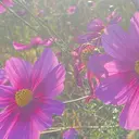 糸山 比那のプロフィール画像