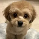 michi RIHOのプロフィール画像