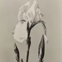 ty eyelashのプロフィール画像