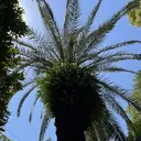 MAXKELLY AYAKAのプロフィール画像