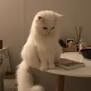 SHIORI🐈‍⬛ aimermoreのプロフィール画像