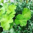 Twinkle Twinkleのプロフィール画像