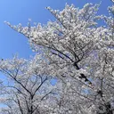 HARUKA .のプロフィール画像