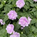 okamoto yoshikoのプロフィール画像