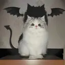 MO MO🐻のプロフィール画像