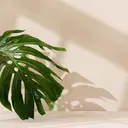 eyelist🌿 Jのプロフィール画像