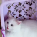 三橋 ももかのプロフィール画像