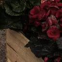 柴田 琉華のプロフィール画像