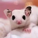 マリーテレジア🫧 Azumaのプロフィール画像