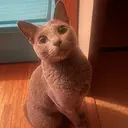 ange🌺 MIDORI🌺のプロフィール画像