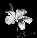 西中 風美花のプロフィール画像