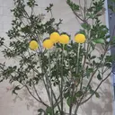 吉村 優子のプロフィール画像