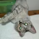 senju 　のプロフィール画像