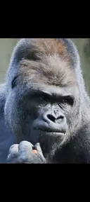 葛野 真一郎のプロフィール画像