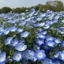 金安 かほりのプロフィール画像