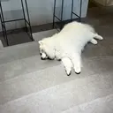 大原 叶夢のプロフィール画像