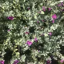 eyenico天神店 西村のプロフィール画像