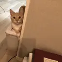 Ai Amoureuseのプロフィール画像