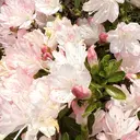 IKEDA SAKURAのプロフィール画像