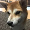 Maeda Akihikoのプロフィール画像