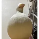 パッチリオメメ藤澤 喜美のプロフィール画像