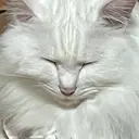 plume. koyukiのプロフィール画像