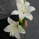 ONE hair saraneのプロフィール画像