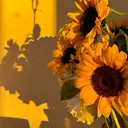 Nanala. YURIKAのプロフィール画像