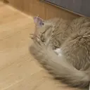 ノアシスター 小早川のプロフィール画像