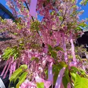 MIKA _Luna nailのプロフィール画像