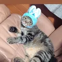 mineart 向後のプロフィール画像