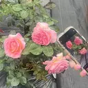 ひ かりのプロフィール画像