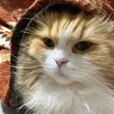 vim lash 立川　komineのプロフィール画像