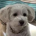 ishiguro mamaのプロフィール画像