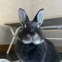 seri nailのプロフィール画像