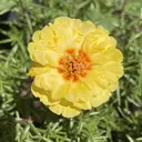 笠井 みほのプロフィール画像