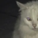 mashiro  ︎︎のプロフィール画像