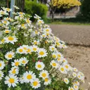 あすか セラピストのプロフィール画像