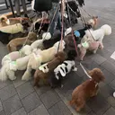 ナチュラルなヘア /ヨシダトモキのプロフィール画像