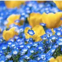 畠山 ゆいのプロフィール画像