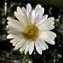 Laul'a昭島店 jrネイリストのプロフィール画像