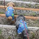 湯川 舞音のプロフィール画像